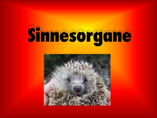 Sinnesorgane
 