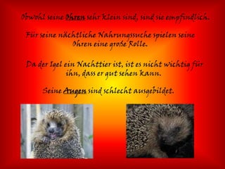 Obwohl seine Ohren sehr klein sind, sind sie empfindlich.

 Für seine nächtliche Nahrungssuche spielen seine
              Ohren eine große Rolle.

 Da der Igel ein Nachttier ist, ist es nicht wichtig für
              ihn, dass er gut sehen kann.

      Seine Augen sind schlecht ausgebildet.
 