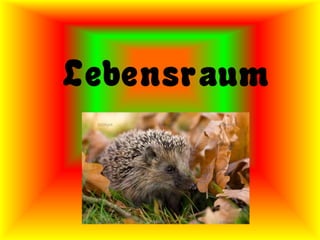 Lebensraum
 