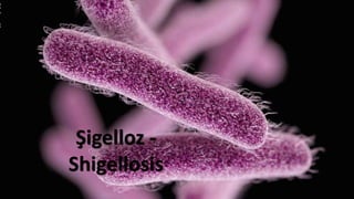 Şigelloz -
Shigellosis
 