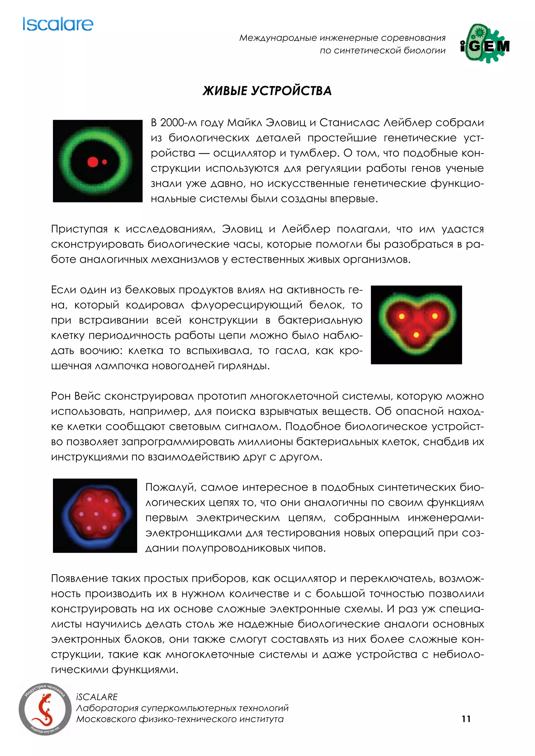 Международные инженерные соревнования
                                                 по синтетической биологии



                            ЖИВЫЕ УСТРОЙСТВА

                  В 2000-м году Майкл Эловиц и Станислас Лейблер собрали
                  из биологических деталей простейшие генетические уст-
                  ройства — осциллятор и тумблер. О том, что подобные кон-
                  струкции используются для регуляции работы генов ученые
                  знали уже давно, но искусственные генетические функцио-
                  нальные системы были созданы впервые.

Приступая к исследованиям, Эловиц и Лейблер полагали, что им удастся
сконструировать биологические часы, которые помогли бы разобраться в ра-
боте аналогичных механизмов у естественных живых организмов.

Если один из белковых продуктов влиял на активность ге-
на, который кодировал флуоресцирующий белок, то
при встраивании всей конструкции в бактериальную
клетку периодичность работы цепи можно было наблю-
дать воочию: клетка то вспыхивала, то гасла, как кро-
шечная лампочка новогодней гирлянды.

Рон Вейс сконструировал прототип многоклеточной системы, которую можно
использовать, например, для поиска взрывчатых веществ. Об опасной наход-
ке клетки сообщают световым сигналом. Подобное биологическое устройст-
во позволяет запрограммировать миллионы бактериальных клеток, снабдив их
инструкциями по взаимодействию друг с другом.

                 Пожалуй, самое интересное в подобных синтетических био-
                 логических цепях то, что они аналогичны по своим функциям
                 первым электрическим цепям, собранным инженерами-
                 электронщиками для тестирования новых операций при соз-
                 дании полупроводниковых чипов.

Появление таких простых приборов, как осциллятор и переключатель, возмож-
ность производить их в нужном количестве и с большой точностью позволили
конструировать на их основе сложные электронные схемы. И раз уж специа-
листы научились делать столь же надежные биологические аналоги основных
электронных блоков, они также смогут составлять из них более сложные кон-
струкции, такие как многоклеточные системы и даже устройства с небиоло-
гическими функциями.

    iSCALARE
    Лаборатория суперкомпьютерных технологий
    Московского физико-технического института                                11
 