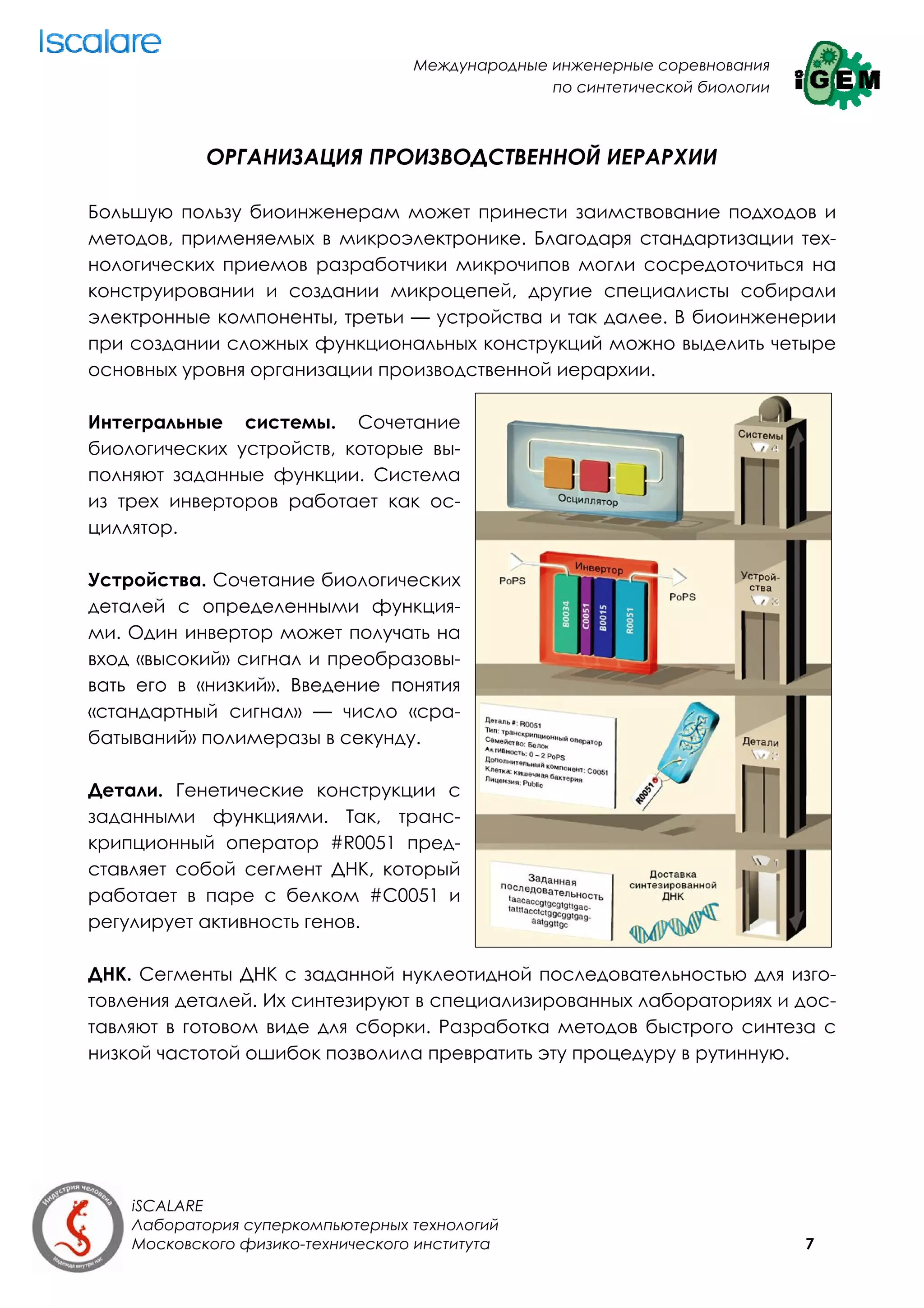 Международные инженерные соревнования
                                                 по синтетической биологии



            ОРГАНИЗАЦИЯ ПРОИЗВОДСТВЕННОЙ ИЕРАРХИИ

Большую пользу биоинженерам может принести заимствование подходов и
методов, применяемых в микроэлектронике. Благодаря стандартизации тех-
нологических приемов разработчики микрочипов могли сосредоточиться на
конструировании и создании микроцепей, другие специалисты собирали
электронные компоненты, третьи — устройства и так далее. В биоинженерии
при создании сложных функциональных конструкций можно выделить четыре
основных уровня организации производственной иерархии.

Интегральные системы. Сочетание
биологических устройств, которые вы-
полняют заданные функции. Система
из трех инверторов работает как ос-
циллятор.

Устройства. Сочетание биологических
деталей с определенными функция-
ми. Один инвертор может получать на
вход «высокий» сигнал и преобразовы-
вать его в «низкий». Введение понятия
«стандартный сигнал» — число «сра-
батываний» полимеразы в секунду.

Детали. Генетические конструкции с
заданными функциями. Так, транс-
крипционный оператор #R0051 пред-
ставляет собой сегмент ДНК, который
работает в паре с белком #С0051 и
регулирует активность генов.

ДНК. Сегменты ДНК с заданной нуклеотидной последовательностью для изго-
товления деталей. Их синтезируют в специализированных лабораториях и дос-
тавляют в готовом виде для сборки. Разработка методов быстрого синтеза с
низкой частотой ошибок позволила превратить эту процедуру в рутинную.




    iSCALARE
    Лаборатория суперкомпьютерных технологий
    Московского физико-технического института                                7
 