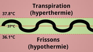 Transpiration (hyperthermie) 
Frissons (hypothermie) 
37.8°C 
36.1°C 
37°C  