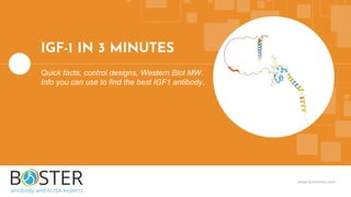 www.bosterbio.com
IGF-1 IN 3 MINUTES
Quick facts, control designs, Western Blot MW.
Info you can use to find the best IGF1 antibody.
 