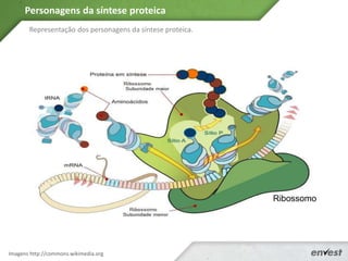 Representação dos personagens da síntese proteica.
Personagens da síntese proteica
Ribossomo
Imagens http://commons.wikimedia.org
 