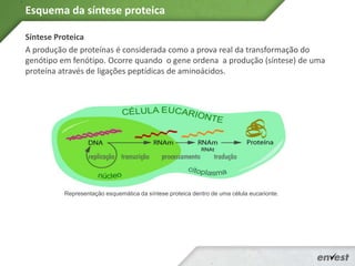 Síntese Proteica
A produção de proteínas é considerada como a prova real da transformação do
genótipo em fenótipo. Ocorre quando o gene ordena a produção (síntese) de uma
proteína através de ligações peptídicas de aminoácidos.
Esquema da síntese proteica
Representação esquemática da síntese proteica dentro de uma célula eucarionte.
 