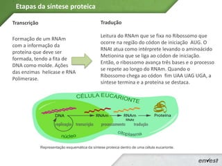 Etapas da síntese proteica
Transcrição
Formação de um RNAm
com a informação da
proteína que deve ser
formada, tendo a fita de
DNA como molde. Ações
das enzimas helicase e RNA
Polimerase.
Tradução
Leitura do RNAm que se fixa no Ribossomo que
ocorre na região do códon de iniciação AUG. O
RNAt atua como intérprete levando o aminoácido
Metionina que se liga ao códon de iniciação.
Então, o ribossomo avança três bases e o processo
se repete ao longo do RNAm. Quando o
Ribossomo chega ao códon fim UAA UAG UGA, a
síntese termina e a proteína se destaca.
Representação esquemática da síntese proteica dentro de uma célula eucarionte.
 