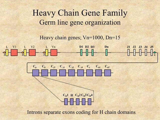 Ig genetics08.ppt
