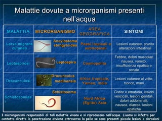 Malattie dovute a microrganismi presentiMalattie dovute a microrganismi presenti
nell’acquanell’acqua
SINTOMISINTOMI
AREAAREA
GEOGRAFICAGEOGRAFICA
MICRORGANISMOMICRORGANISMOMALATTIAMALATTIA
I microrganismi responsabili di tali malattie vivono e si riproducono nell’acqua. L’uomo si infetta per
contatto diretto la penetrazione avviene attraverso la pelle se sono presenti piccole lesioni o abrasioni
Lesioni cutanee, pruritoLesioni cutanee, prurito
alterazioni intestinalialterazioni intestinali
Paesi tropicali ePaesi tropicali e
subtropicalisubtropicali
AncylostomaAncylostoma
stongyloidesstongyloidesLarva migransLarva migrans
cutaneacutanea
Febbre, dolori muscolariFebbre, dolori muscolari
nausea, vomito,nausea, vomito,
insufficienza epatica einsufficienza epatica e
renalerenale
CosmopolitaCosmopolitaLeptospiraLeptospiraLeptospirosiLeptospirosi
Lesioni cutanee al volto,Lesioni cutanee al volto,
tronco, manitronco, mani
Africa tropicale,Africa tropicale,
Yemen, IndiaYemen, India
DracunculusDracunculus
medinensismedinensisDracunculosiDracunculosi
Cistite e ematuria, lesioniCistite e ematuria, lesioni
vescicali, lesioni genitali,vescicali, lesioni genitali,
dolori addominali,dolori addominali,
nausea, diarrea, lesioninausea, diarrea, lesioni
epaticheepatiche
Nord AfricaNord Africa
(Egitto) Asia(Egitto) Asia
SchistosomaSchistosoma
SchistosomiasSchistosomias
ii
 