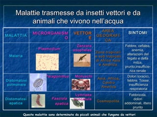 Malattie trasmesse da insetti vettori e daMalattie trasmesse da insetti vettori e da
animali che vivono nell’acquaanimali che vivono nell’acqua
VETTORVETTOR
EE
SINTOMISINTOMIAREAAREA
GEOGRAFIGEOGRAFI
CACA
MICRORGANISMMICRORGANISM
OO
MALATTIAMALATTIA
Queste malattie sono determinate da piccoli animali che fungono da vettori
PlasmodiumPlasmodium
Zone tropicaliZone tropicali
e sub tropicalie sub tropicali
di Africa Asiadi Africa Asia
e Americae America
ZanzaraZanzara
anophelesanopheles
Febbre, cefalea,Febbre, cefalea,
anemia,anemia,
alterazioni delalterazioni del
fegato e dellafegato e della
milza,milza,
prurito,insufficie-prurito,insufficie-
nza renalenza renale
MalariaMalaria
LymnaeaLymnaea
truncatulatruncatula
Febbricola,Febbricola,
doloridolori
addominali, itteroaddominali, ittero
pruritoprurito
CosmopolitaCosmopolita
FasciolaFasciola
epaticaepatica
DistomatosiDistomatosi
epaticaepatica
ParagonimusParagonimus MolluschiMolluschi Dolori toracici,Dolori toracici,
febbre. Tosse,febbre. Tosse,
insufficienzainsufficienza
respiratoriarespiratoria
Asia, Africa,Asia, Africa,
CentroCentro
AmericaAmerica
DistomatosiDistomatosi
polmonarepolmonare
 