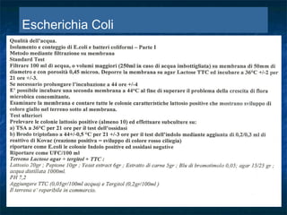 Escherichia Coli
 