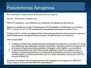 Pseudomonas Aeruginosa
 