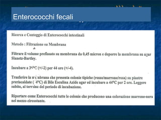 Enterococchi fecali
 