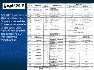 API 20 E è un sistema
standardizzato per
l’identificazione delle
Enterebacteriaceae e
di altri bacilli Gram
negativi non esigenti,
che comprende 21
test biochimici
miniaturizzati.
 
