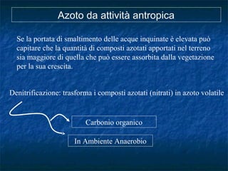 Se la portata di smaltimento delle acque inquinate è elevata può
capitare che la quantità di composti azotati apportati nel terreno
sia maggiore di quella che può essere assorbita dalla vegetazione
per la sua crescita.
Denitrificazione: trasforma i composti azotati (nitrati) in azoto volatile
In Ambiente Anaerobio
Carbonio organico
Azoto da attività antropica
 