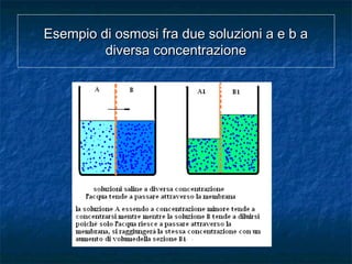 Esempio di osmosi fra due soluzioni a e b aEsempio di osmosi fra due soluzioni a e b a
diversa concentrazionediversa concentrazione
 