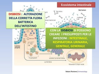 DISBIOSI : ALTERAZIONE
DELLA CORRETTA FLORA
BATTERICA
DELL’INTESTINO
CON LA DISBIOSI SI POSSONO
CREARE I PRESUPPOSTI PER LE
INFEZIONI : INTESTINALE,
RESPIRATORIA URINARIA,
GENITALE, GENERALE
Ecosistema intestinale
 