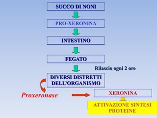 SUCCO DI NONI
PRO-XERONINA
INTESTINO
FEGATO
DIVERSI DISTRETTI
DELL’ORGANISMO
Rilascio ogni 2 ore
XERONINA
Proxeronase
ATTIVAZIONE SINTESI
PROTEINE
 