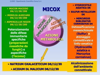 MICOX
• HYDROCOTILE
ASIATICA D6
• SULFUR METALLICUM
D6
• MERCURIUS
SUBLIMATUS
CORROSIVUS D4
• MUCOR MUCEDO
D6/12/30/200
• MONILIA ALBICANS
D6/12/30/200
• ASPERGILLUS NIGER
D6/12/30/200
• TECOMA D4
• NATRIUM OXALACETICUM D6/12/30
• ACIDUM DL MALICUM D6/12/30
©2003 Dipartimento Scientifico Guna S.r.l.
AZIONE
METABOLICA
Detossificazione
mesenchimale
(Sulfur) e
drenaggio
connettivale e
linfo-ematico
(Hydrocotile
asiatica e
Mercurius
corrosivus)
Alcalinizzazione
dell’ambiente
connettivale
Potenziamento
delle difese
immunitarie
specifiche
(preparazioni
nosodiche da
funghi) e
aspecifiche
(Tecoma)
 