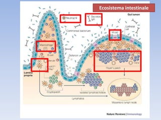 Ecosistema intestinale
 