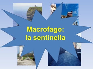 Macrofago:
la sentinella
 