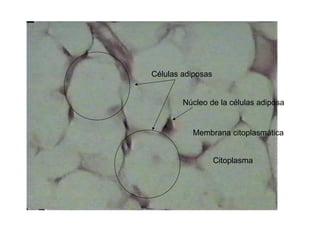 Células adiposas
Núcleo de la células adiposa
Citoplasma
Membrana citoplasmática
 