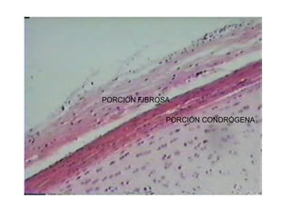 PORCIÓN FIBROSA
PORCIÓN CONDRÓGENA
 