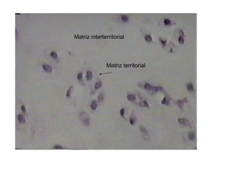 Matriz territorial
Matriz interterritorial
 