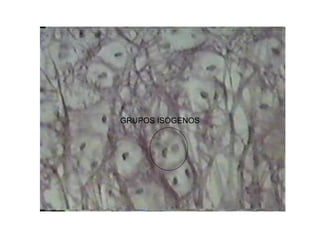 GRUPOS ISOGENOS
 