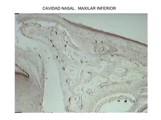 CAVIDAD NASAL. MAXILAR INFERIOR
 
