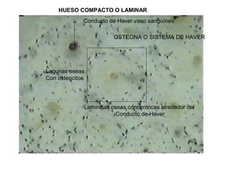 OSTEONA O SISTEMA DE HAVER
HUESO COMPACTO O LAMINAR
Laminillas oseas concentricas alrededor del
Conducto de Haver
Conducto de Haver vaso sanguíneo
Lagunas oseas
Con osteocitos
 