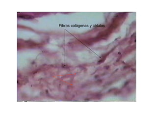 Fibras colágenas y células
 