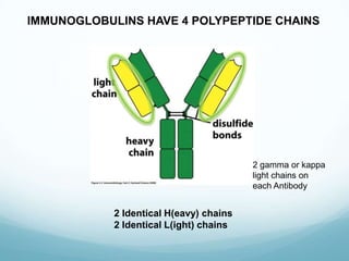 IMMUNOGLOBULINS HAVE 4 POLYPEPTIDE CHAINS




                                         2 gamma or kappa
                                         light chains on
                                         each Antibody


            2 Identical H(eavy) chains
            2 Identical L(ight) chains
 