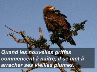 Quand les nouvelles griffes
commencent à naître, il se met à
arracher ses vieilles plumes.

 