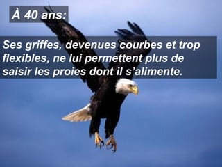 À 40 ans:
Ses griffes, devenues courbes et trop
flexibles, ne lui permettent plus de
saisir les proies dont il s’alimente.

 