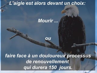 L’aigle est alors devant un choix:
Mourir ...
ou
faire face à un douloureux processus
de renouvellement
qui durera 150 jours.

 
