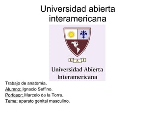 Universidad abierta interamericana Trabajo de anatomía. Alumno:  Ignacio Seffino. Porfesor:  Marcelo de la Torre. Tema:  aparato genital masculino. 