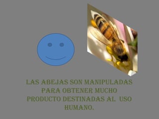 Acerca de la abejas




Las abejas son manipuladas
    para obtener mucho
producto destinadas al uso
         humano.
 