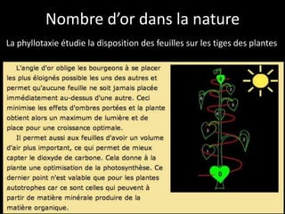 Nombre d’or dans la nature
La phyllotaxie étudie la disposition des feuilles sur les tiges des plantes
 
