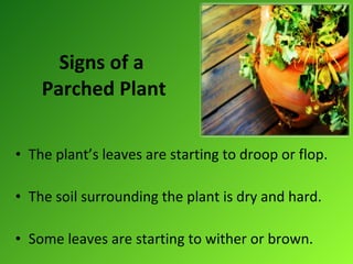 Signs of a   Parched Plant The plant’s leaves are starting to droop or flop. The soil surrounding the plant is dry and hard. Some leaves are starting to wither or brown. 