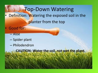 Top-Down Watering Definition: Watering the exposed soil in the planter from the top Good for: Aloe Spider plant Philodendron CAUTION: Water the soil, not wet the plant. 