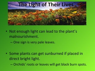 The Light of Their Lives Not enough light can lead to the plant’s malnourishment.  One sign is very pale leaves. Some plants can get sunburned if placed in direct bright light. Orchids’ roots or leaves will get black burn spots. 