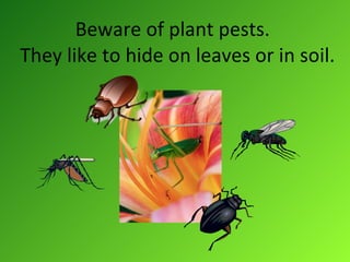 Beware of plant pests.   They like to hide on leaves or in soil. 