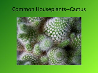 Common Houseplants--Cactus 