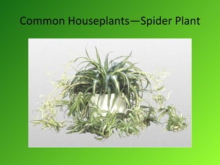 Common Houseplants—Spider Plant 
