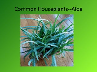 Common Houseplants--Aloe 