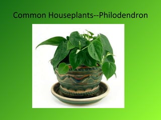 Common Houseplants--Philodendron 