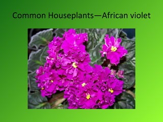 Common Houseplants—African violet 