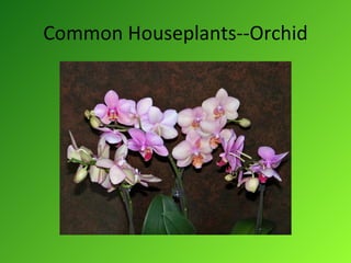 Common Houseplants--Orchid 