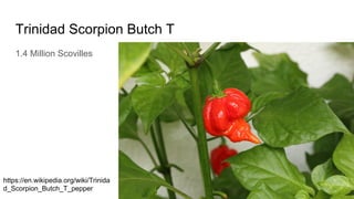 Trinidad Scorpion Butch T
1.4 Million Scovilles
https://en.wikipedia.org/wiki/Trinida
d_Scorpion_Butch_T_pepper
 